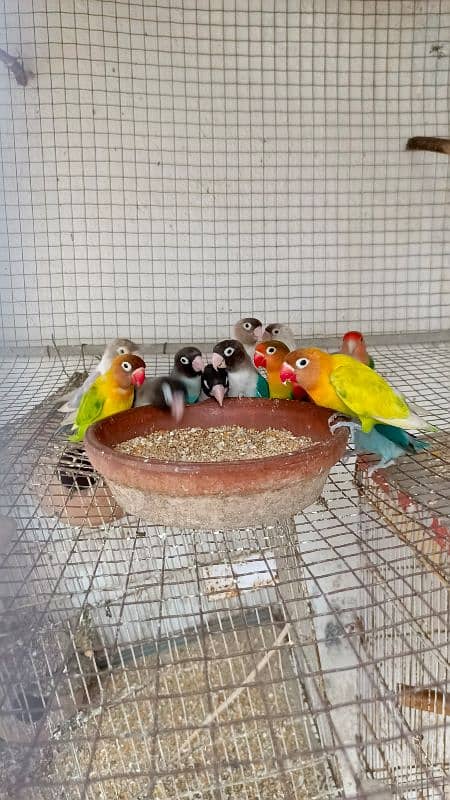 love birds setup for sale urgently 0