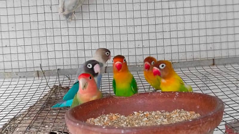 love birds setup for sale urgently 1