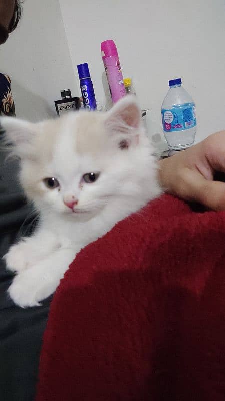 age 2 months Persian cat contact Whatsapp 03263235051 1