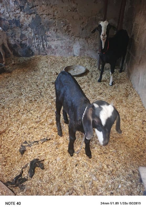 goats for sale 1