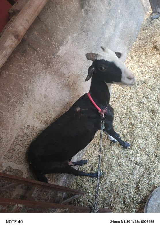 goats for sale 2