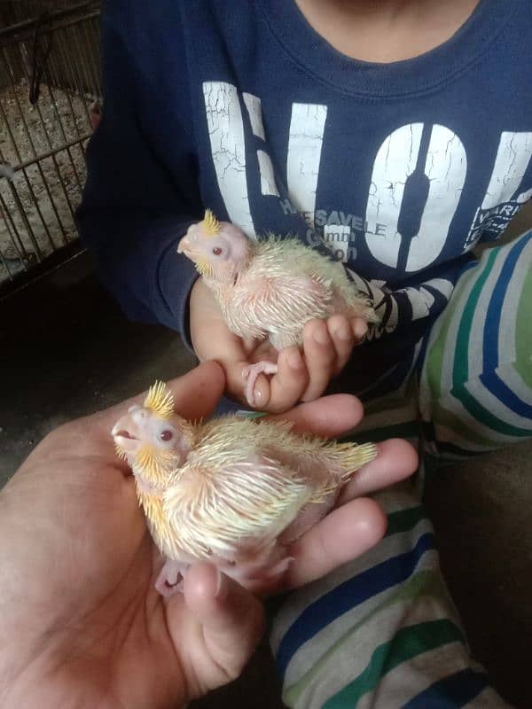 Cream Cocktail Handfeed Chicks. . 1