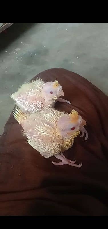 Cream Cocktail Handfeed Chicks. . 3