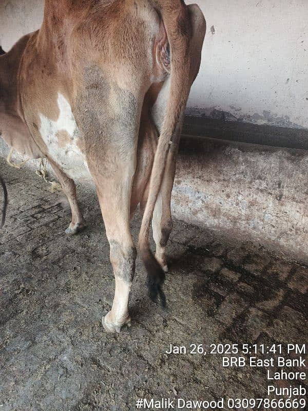 cow for sell 9 kg milk 3