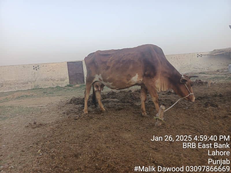 cow for sell 9 kg milk 7