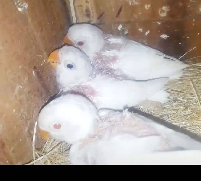 carimeno and albino saplet red aei per with 3 chips and cage and box 0