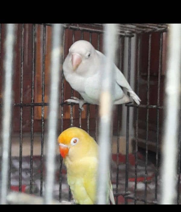 carimeno and albino saplet red aei per with 3 chips and cage and box 1