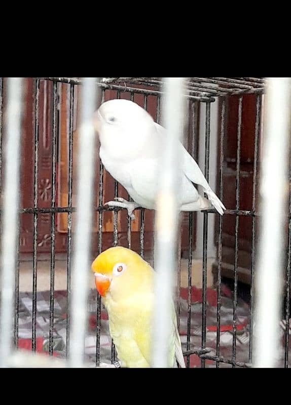 carimeno and albino saplet red aei per with 3 chips and cage and box 3