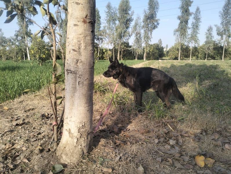 black German shepherd 1