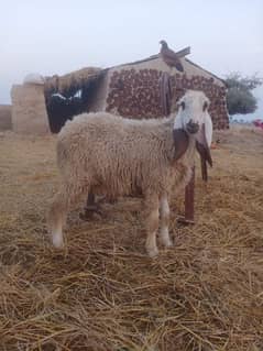 4 pure sindhi sheep