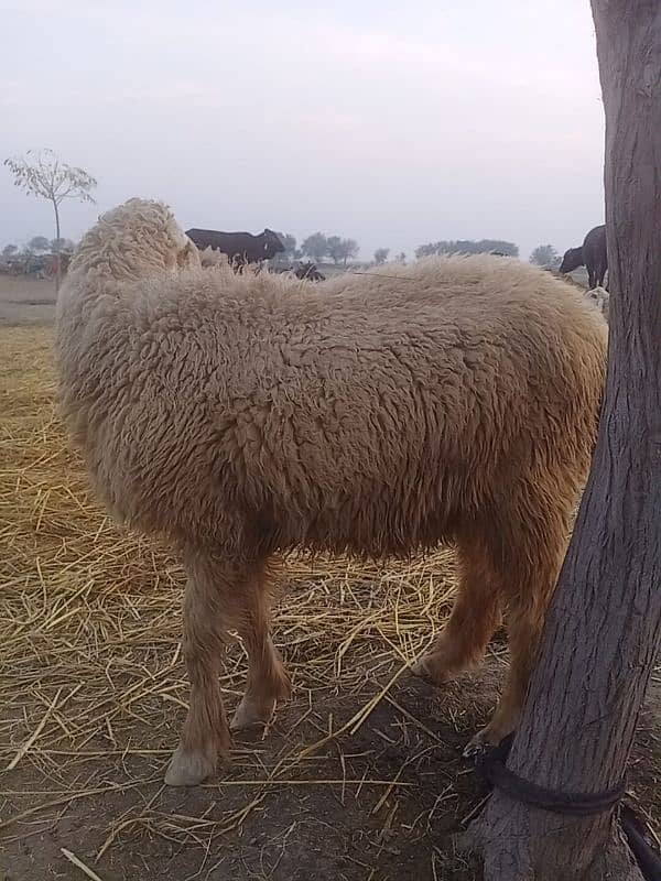 4 pure sindhi sheep 1