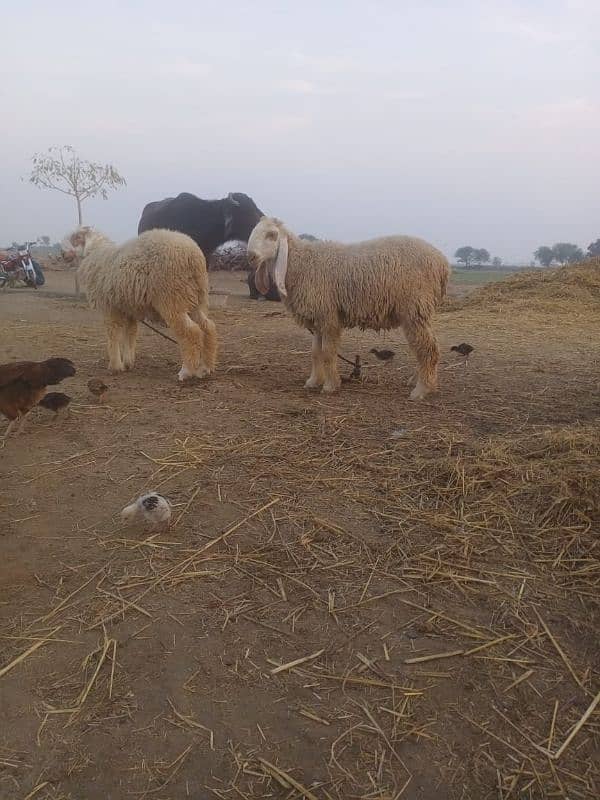 4 pure sindhi sheep 2