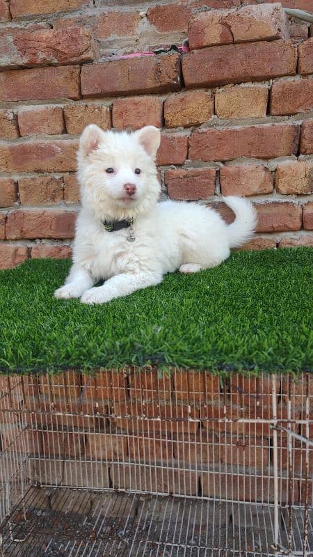 Russian spitz female top quality 7