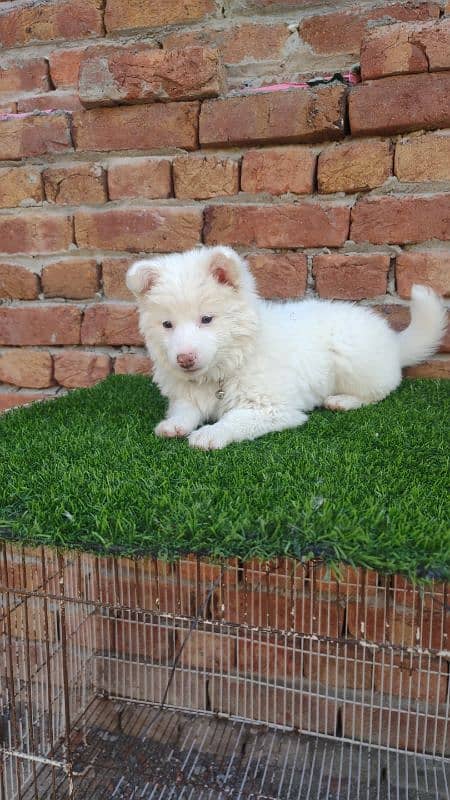 Russian spitz female top quality 9