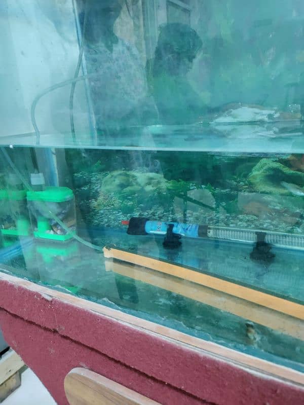 Fish Aquarium 1