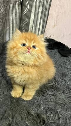 Cat |Persian| kittens | male | female | fancy Cat| Pair| baby Cat