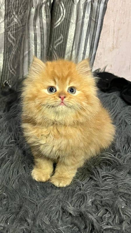 Cat |Persian| kittens | male | female | fancy Cat| Pair| baby Cat 1