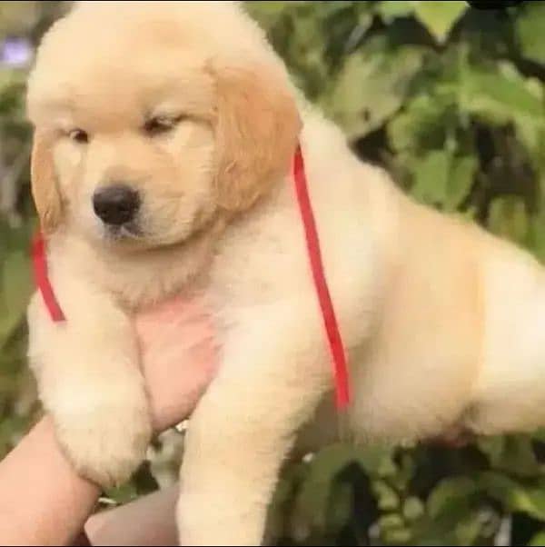 imported golden retriever puppies kcp pedigree 0