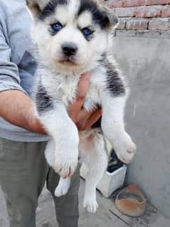 Siberian Husky| puppies| dogs| Blue Eyes