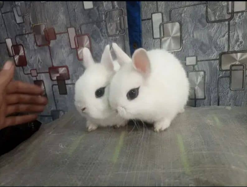 Rabbits Available Male & Female Contact Whatsapp Number 0321 4460076 3