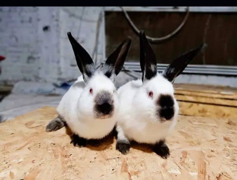 Rabbits Available Male & Female Contact Whatsapp Number 0321 4460076 4