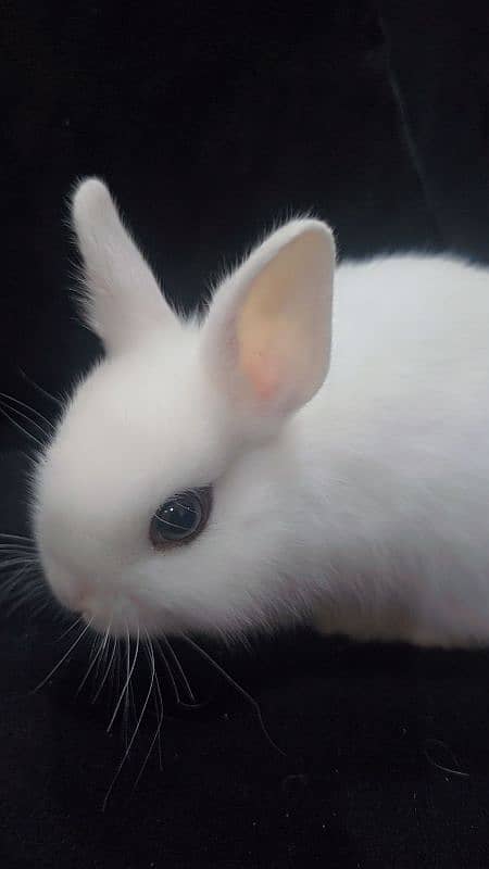 Rabbits Available Male & Female Contact Whatsapp Number 0321 4460076 8