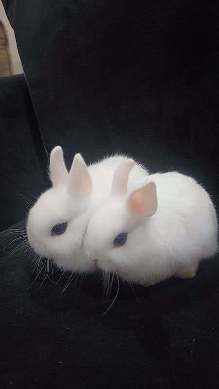 Rabbits Available Male & Female Contact Whatsapp Number 0321 4460076 9