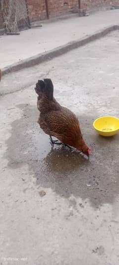 Desi misri hen