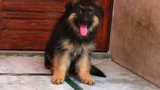 German Shepherd |puppy| black |white| Dogs