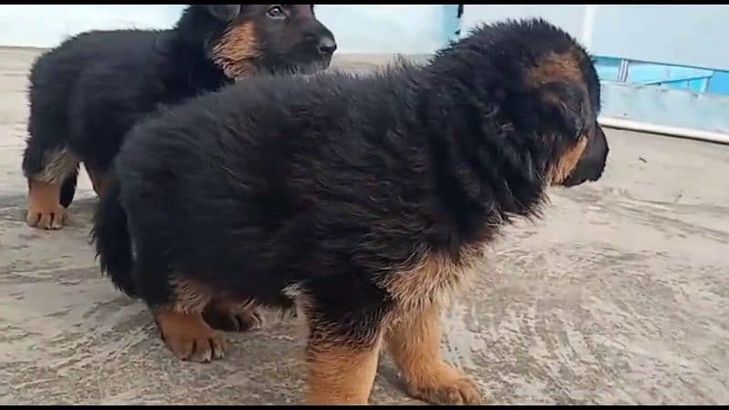 German Shepherd |puppy| black |white| Dogs 1