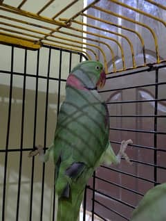 Raw Parrot Male Female Kashmrii