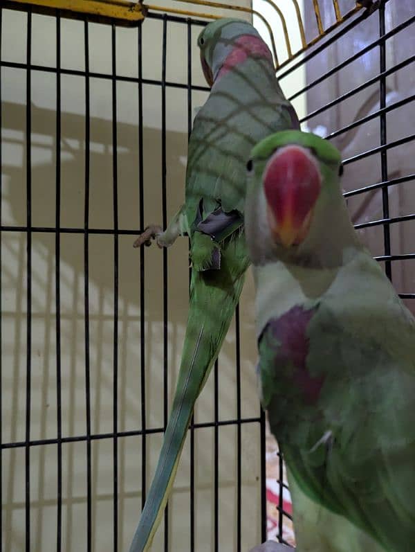 Raw Parrot Male Female Kashmrii 2