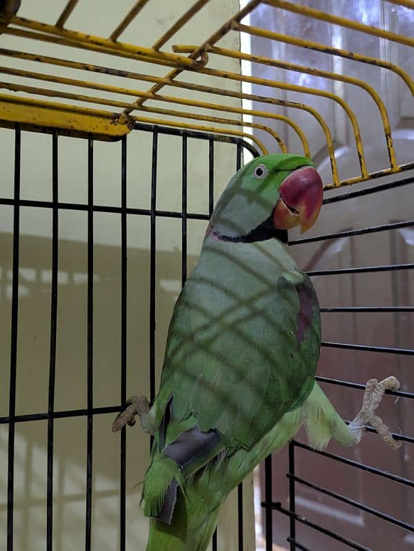 Raw Parrot Male Female Kashmrii 4