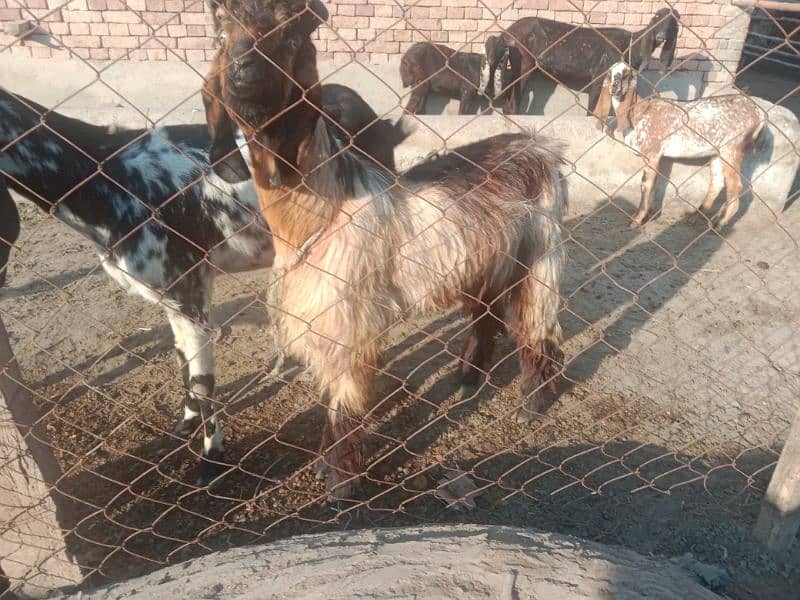 dasi Bakra age 1 year full MOTA Pala Howa Hy . qurbani ya bredar KY ly 2