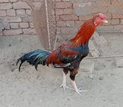 Aseel Mianwali Breed for Sale