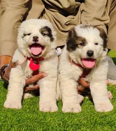 afghani kochi pair | kabile dabal hadi full security dogs for sale