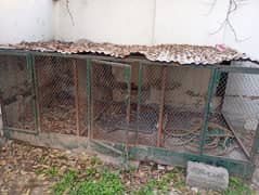 Chicken , bird cages