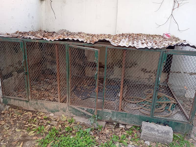 Chicken , bird cages 0