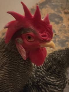 Plymouth Rock Rooster | Chicks