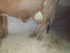 jersey cow for sale urgent