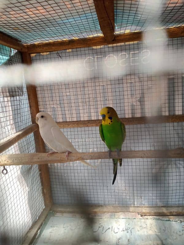 Budgie For Sale 1