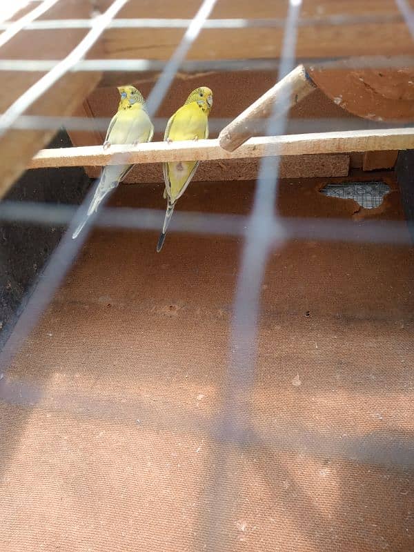 Budgie For Sale 2