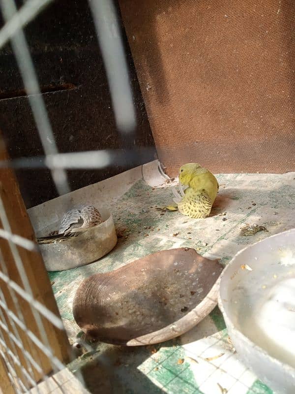 Budgie For Sale 4