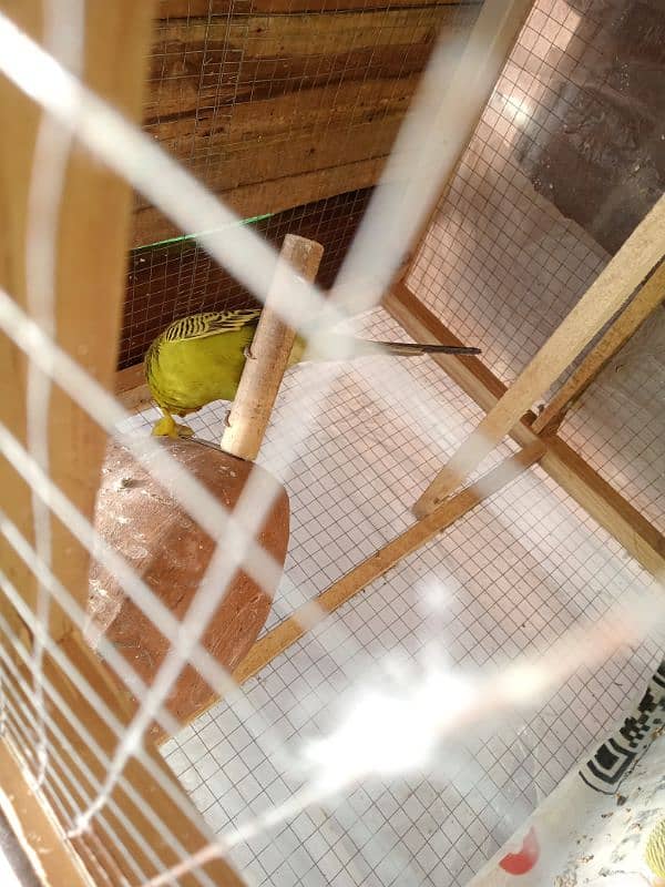 Budgie For Sale 5