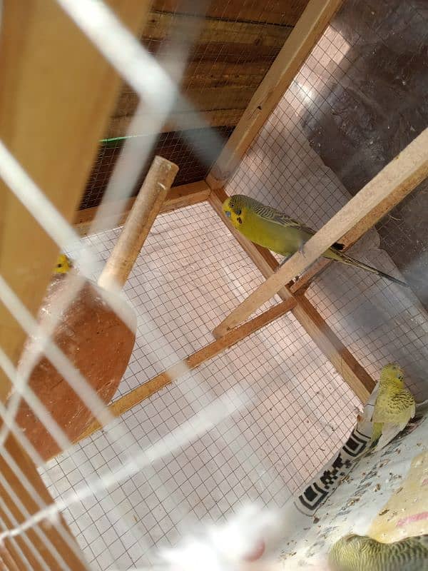 Budgie For Sale 6