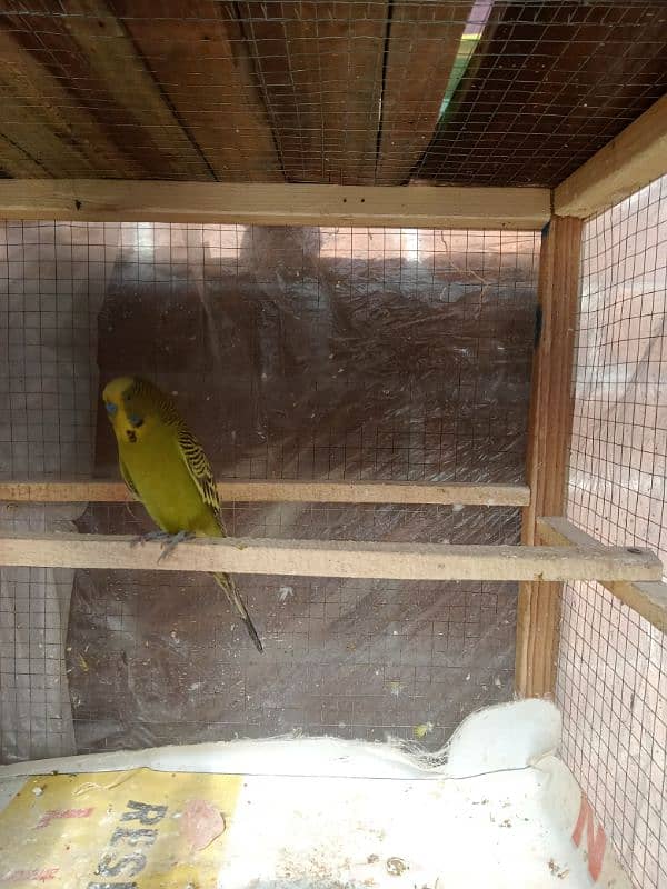 Budgie For Sale 8