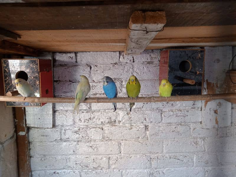 Budgie For Sale 9