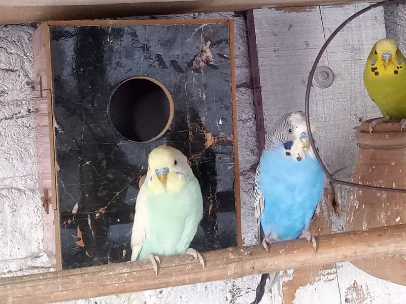 Budgie For Sale 10