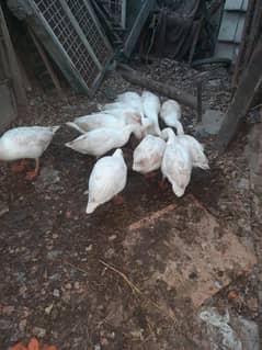 white ducks 2500