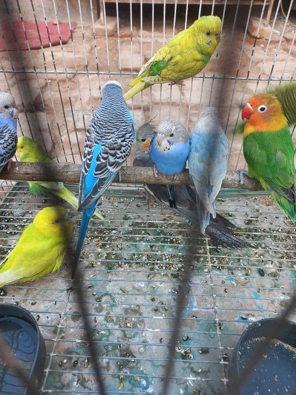 parrot budgie pair 500 0